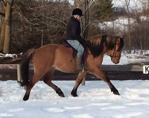 American Bashkir Curly Horse